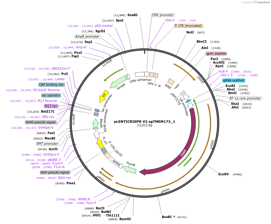 241456-plasmid-map-sequence-id-502180