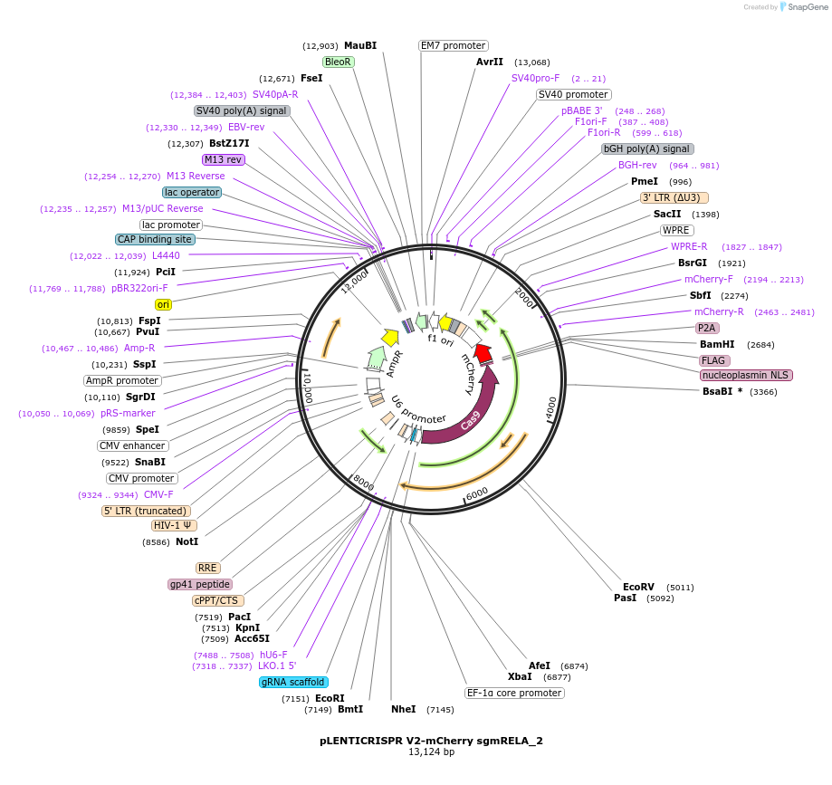 241453-plasmid-map-sequence-id-502182