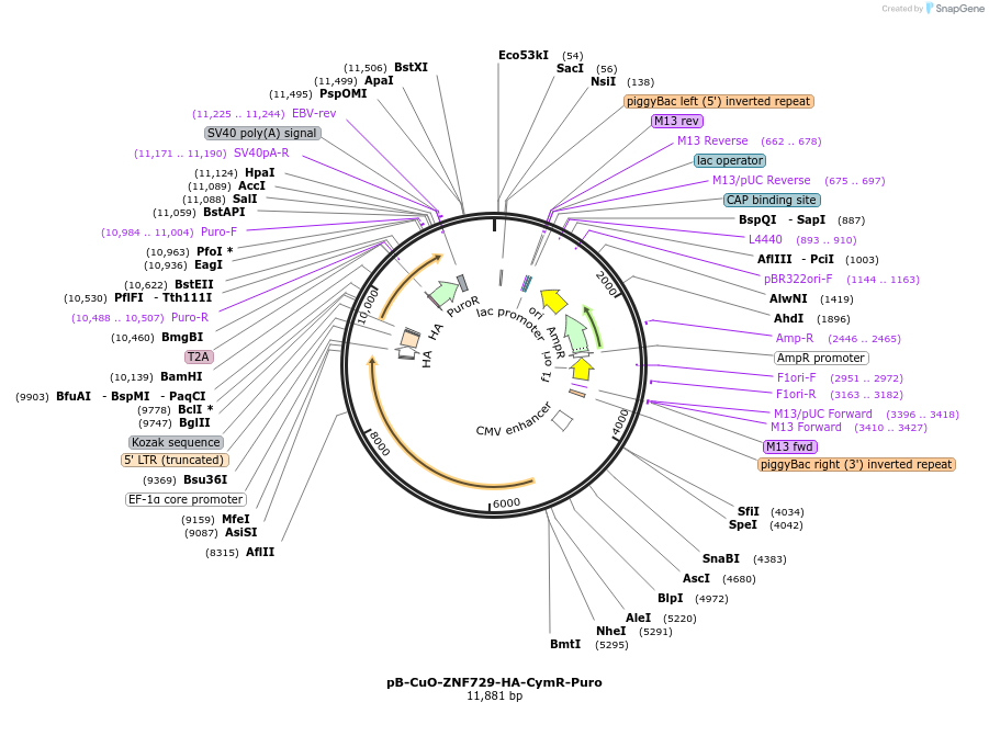 248164-plasmid-map-sequence-id-502188