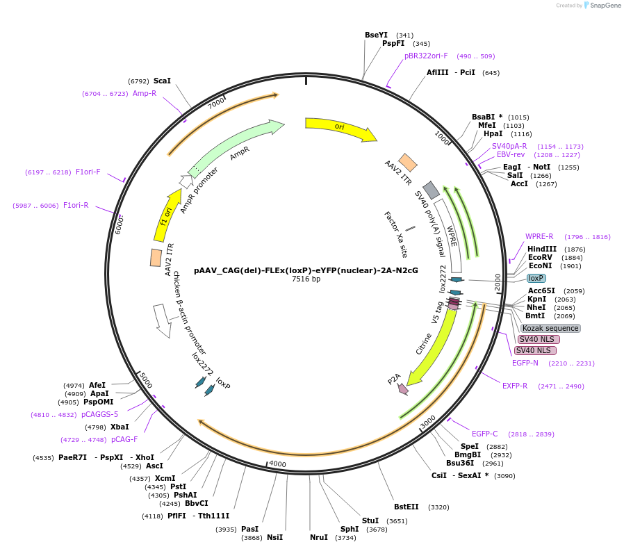248664-plasmid-map-sequence-id-502194