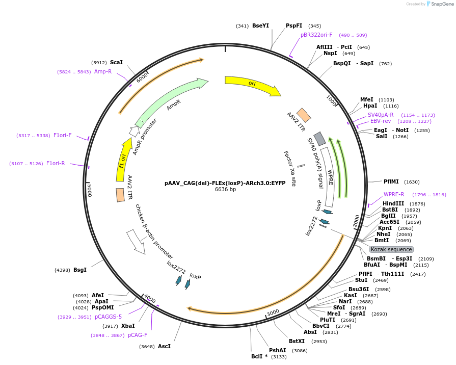 248667-plasmid-map-sequence-id-502195