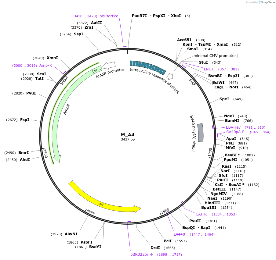 502196_map