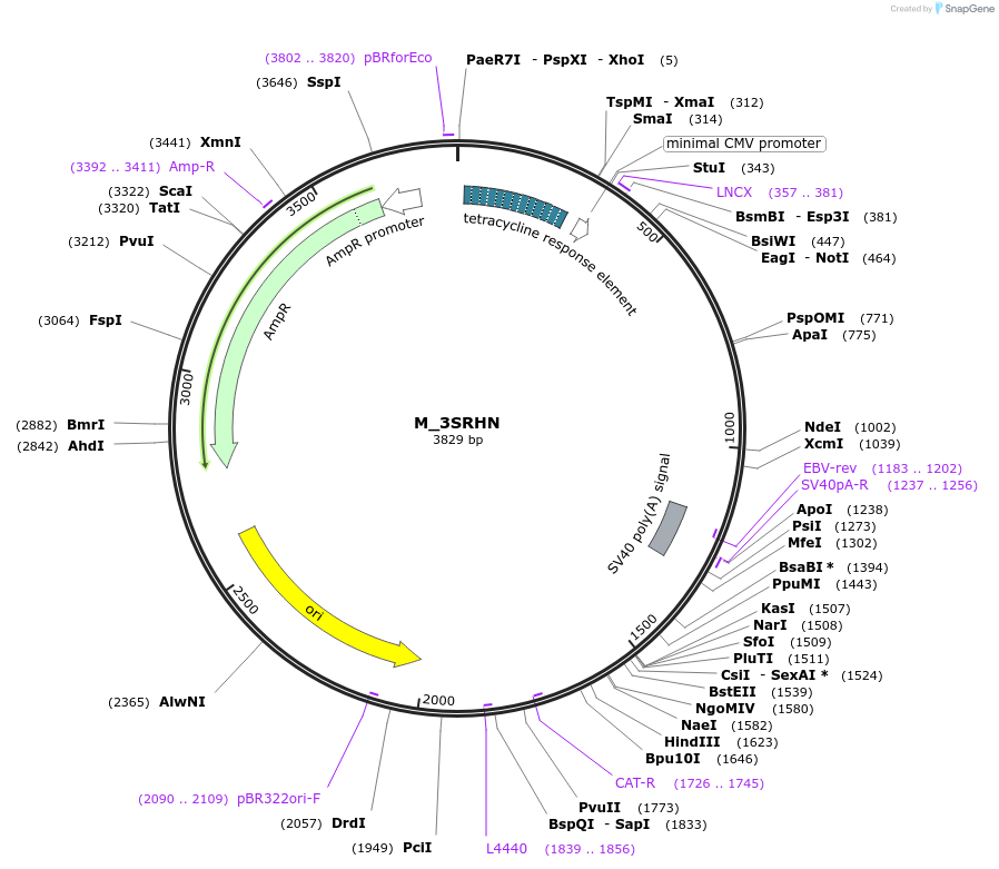 502197_map