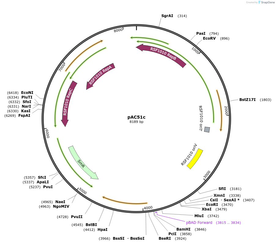 249664-plasmid-map-sequence-id-502199