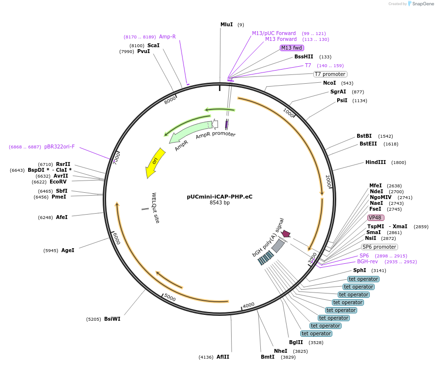 201903-plasmid-map-sequence-id-502219