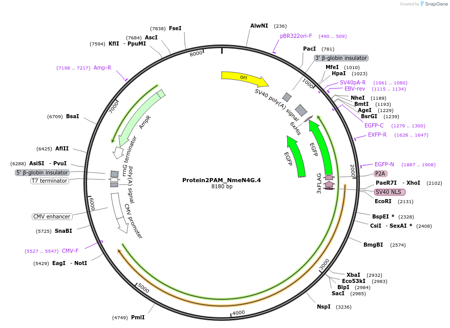 250227-plasmid-map-sequence-id-502221