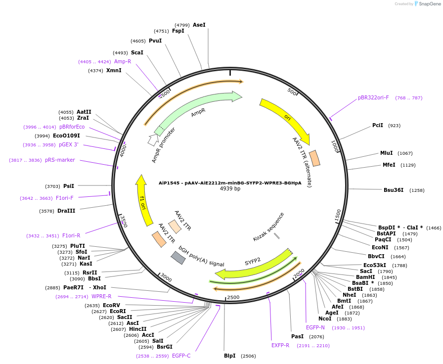 241515-plasmid-map-sequence-id-502236