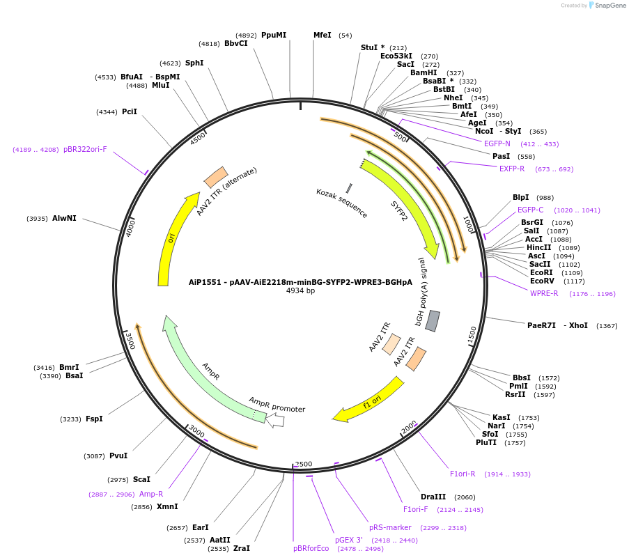 241521-plasmid-map-sequence-id-502241