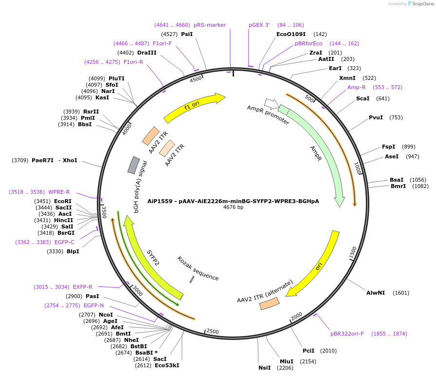 241529-plasmid-map-sequence-id-502246