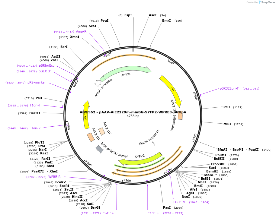 241532-plasmid-map-sequence-id-502248