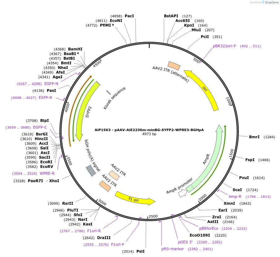 241533-plasmid-map-sequence-id-502249