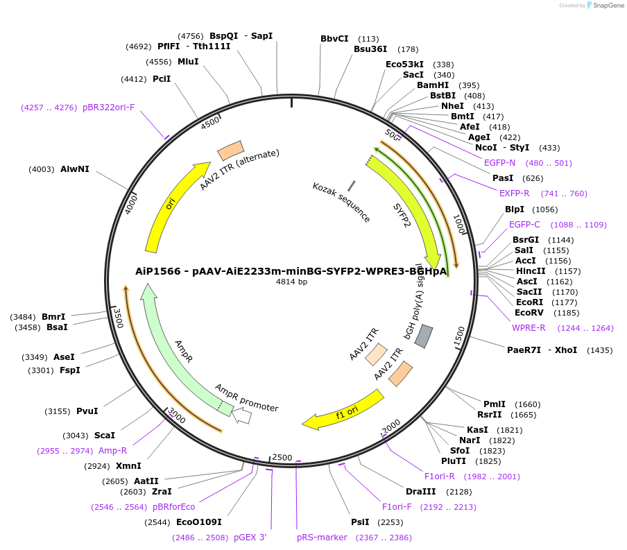 241536-plasmid-map-sequence-id-502251