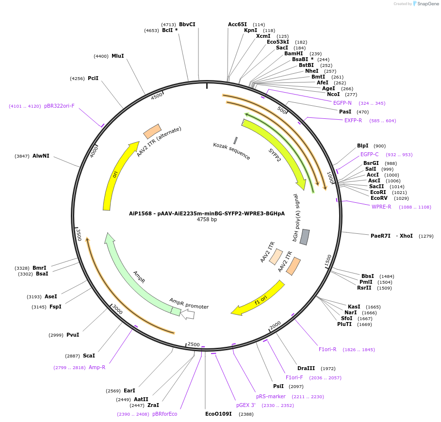 241537-plasmid-map-sequence-id-502252