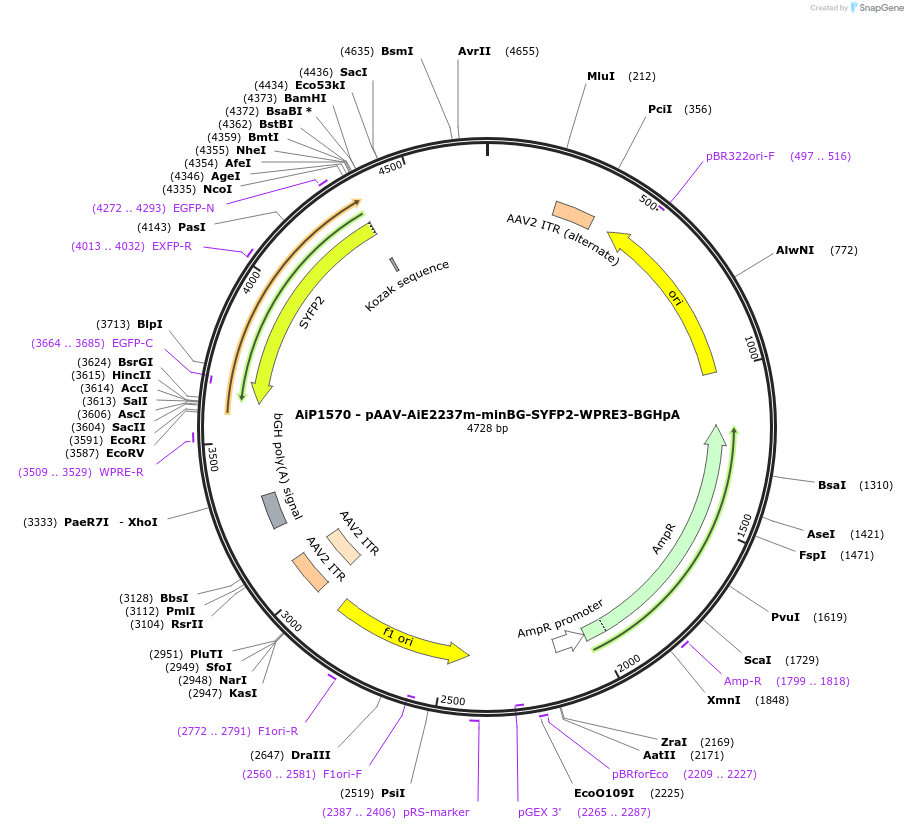 241539-plasmid-map-sequence-id-502253
