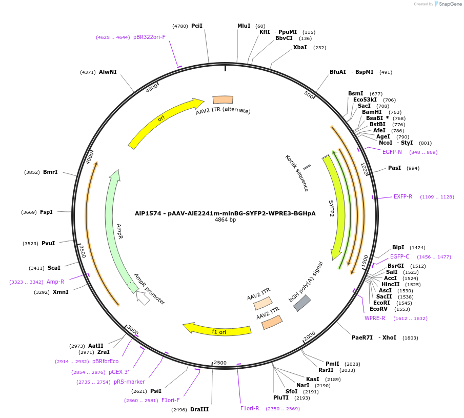241543-plasmid-map-sequence-id-502256