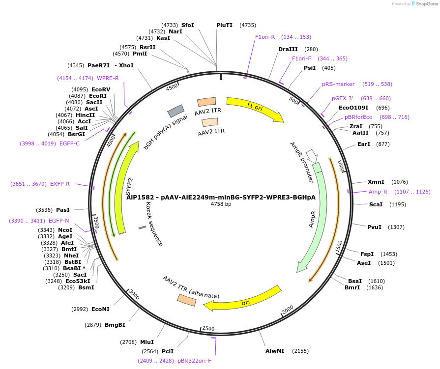 241551-plasmid-map-sequence-id-502262