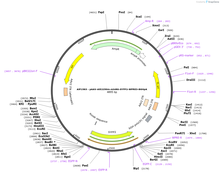 241552-plasmid-map-sequence-id-502263