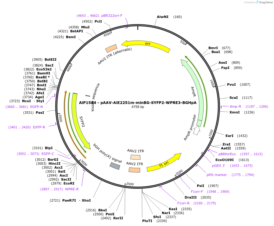 241553-plasmid-map-sequence-id-502264