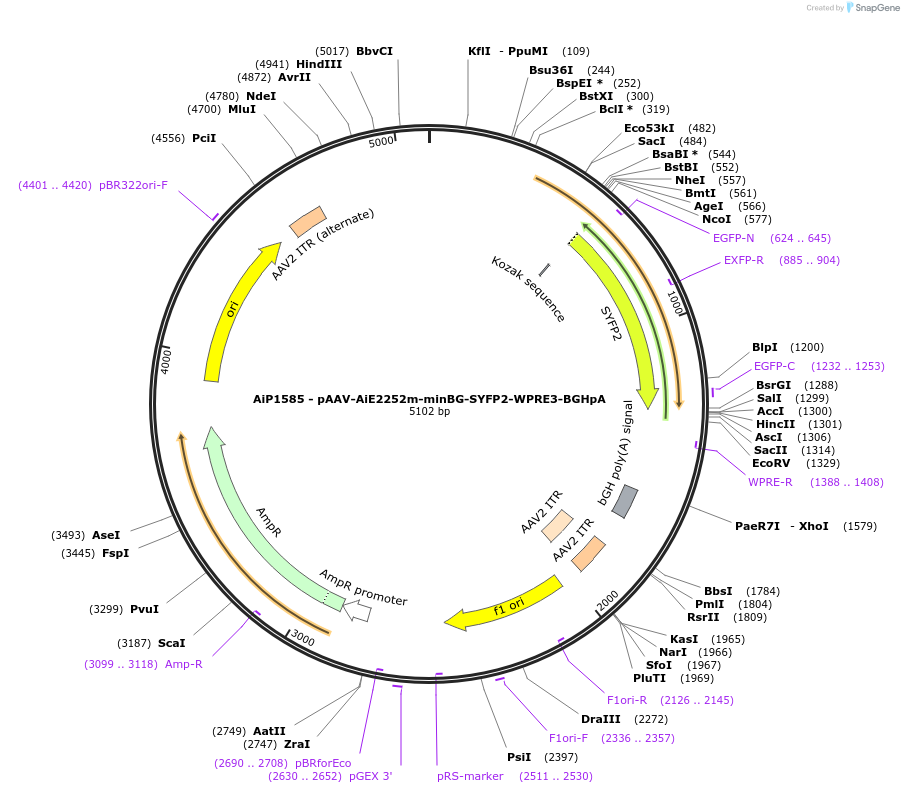 241554-plasmid-map-sequence-id-502265