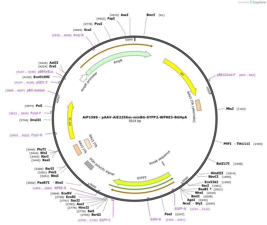 241558-plasmid-map-sequence-id-502268
