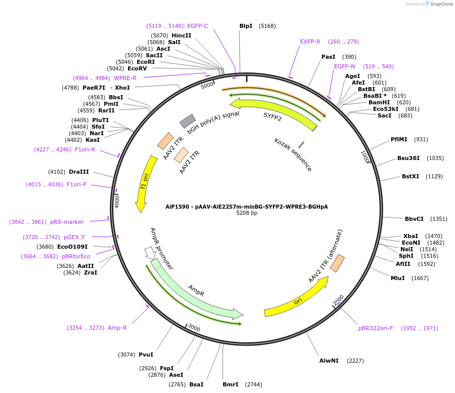 241559-plasmid-map-sequence-id-502269