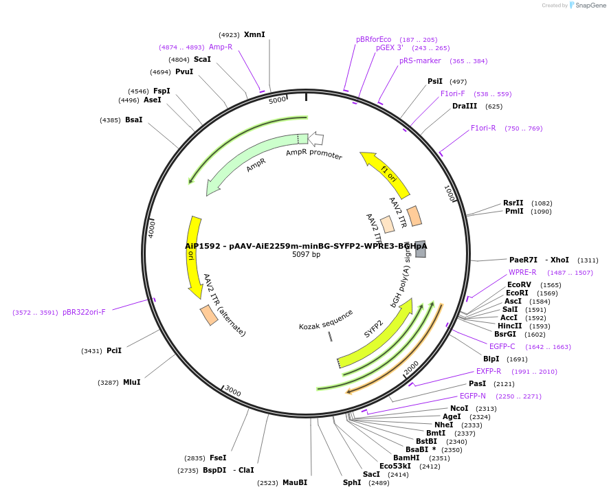 241561-plasmid-map-sequence-id-502271