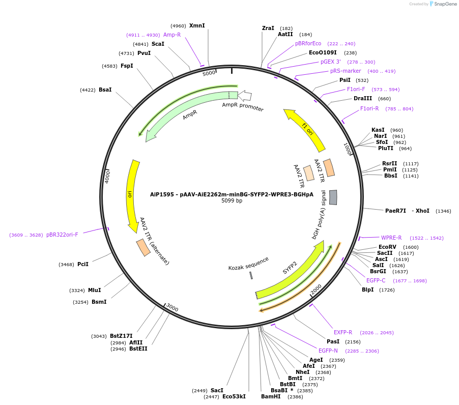 241564-plasmid-map-sequence-id-502274