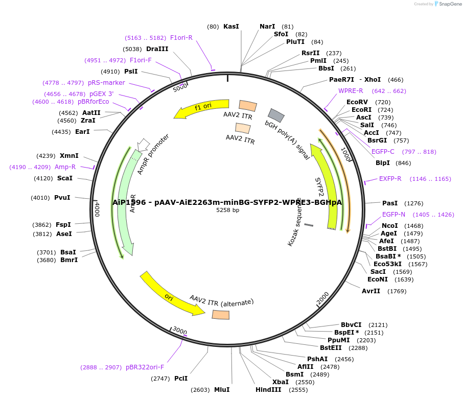 241565-plasmid-map-sequence-id-502275