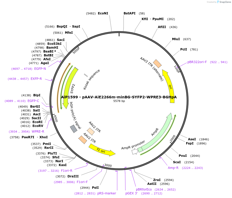 241568-plasmid-map-sequence-id-502277