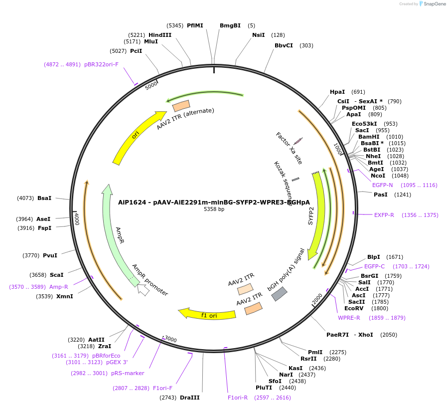 241578-plasmid-map-sequence-id-502285