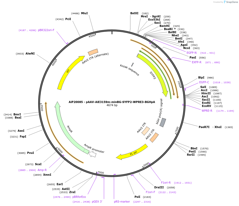 241626-plasmid-map-sequence-id-502306