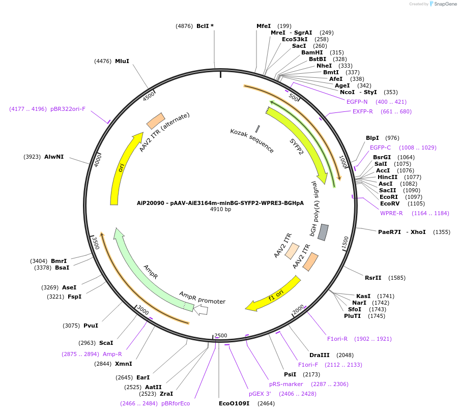 241631-plasmid-map-sequence-id-502309