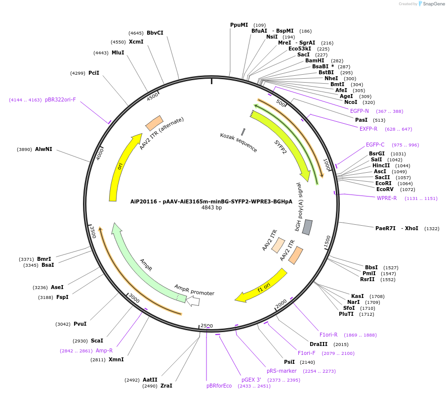 241634-plasmid-map-sequence-id-502310