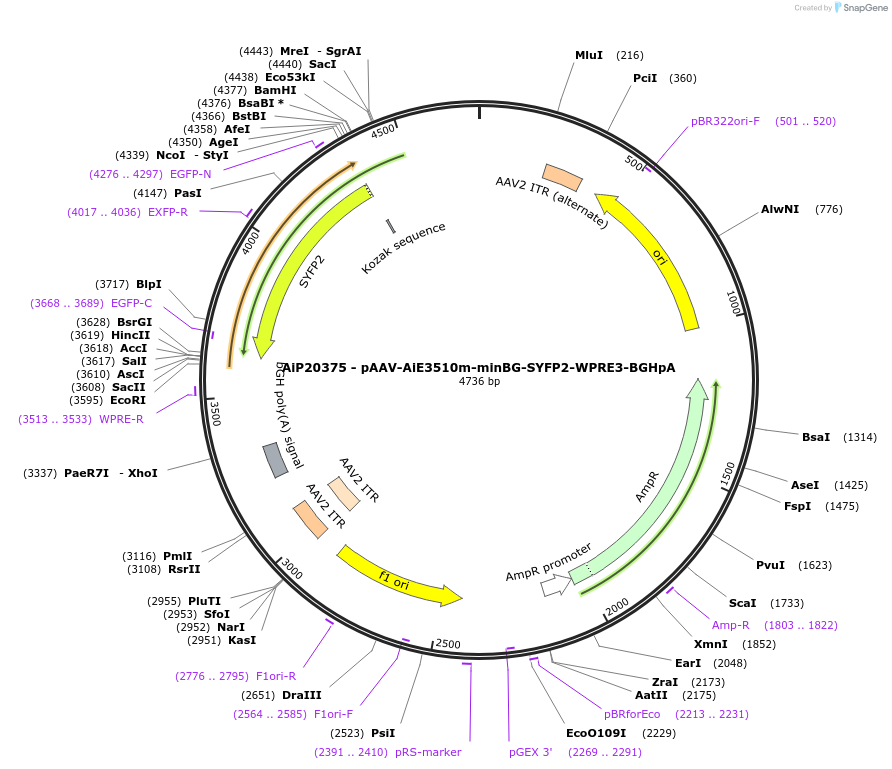 241644-plasmid-map-sequence-id-502315