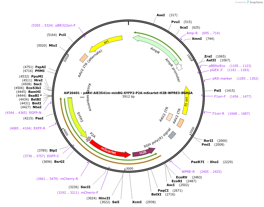 241647-plasmid-map-sequence-id-502317
