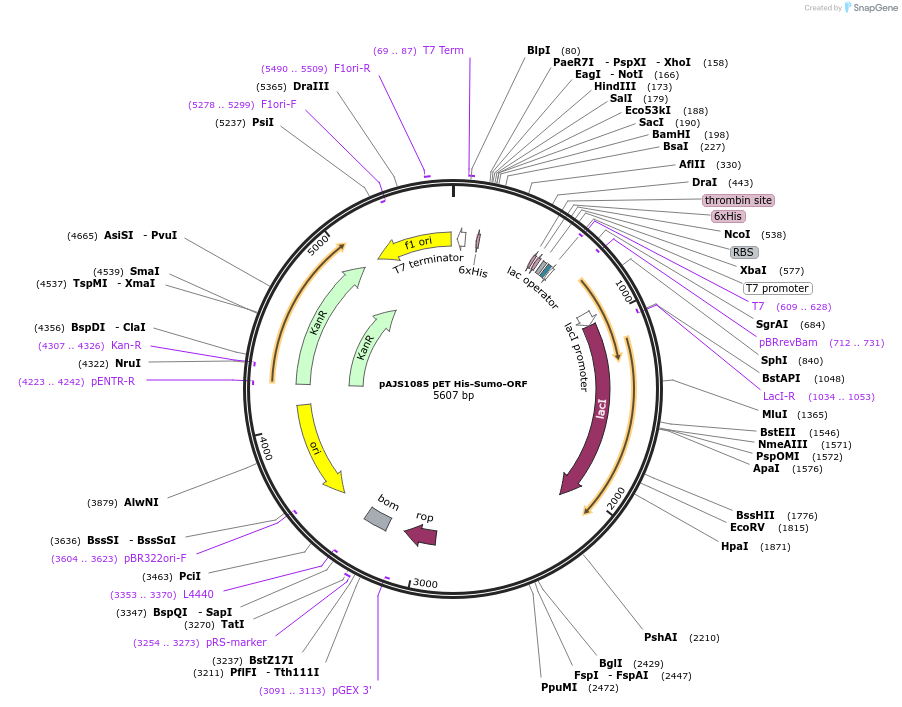 250758-plasmid-map-sequence-id-502394