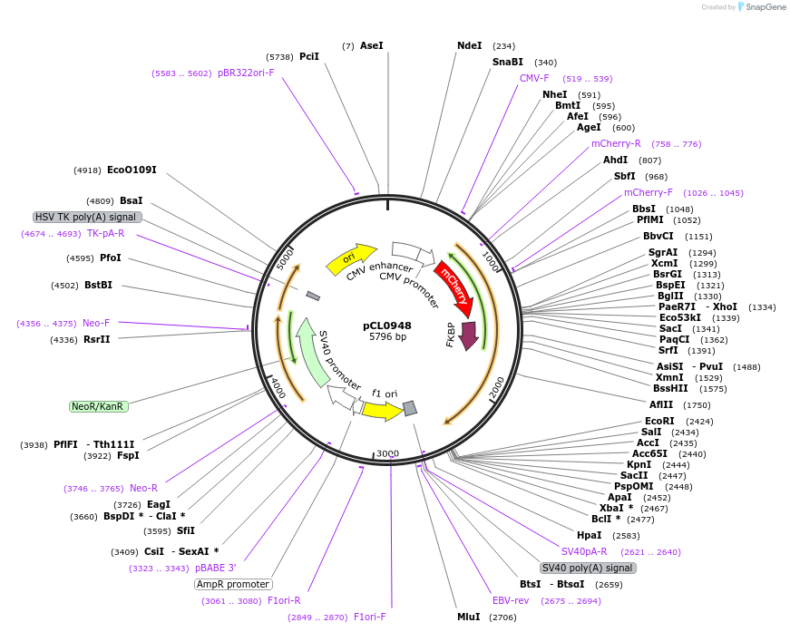 252417-plasmid-map-sequence-id-502464