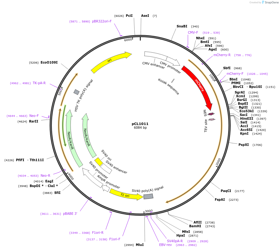252432-plasmid-map-sequence-id-502466