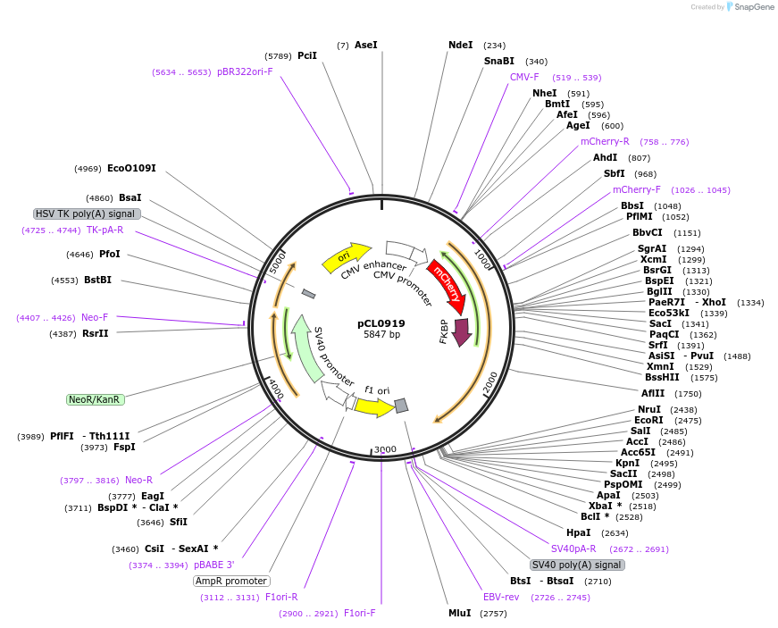 252412-plasmid-map-sequence-id-502473