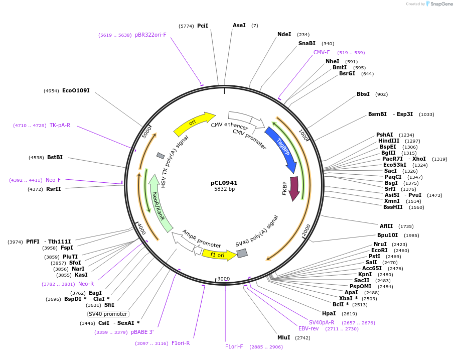 252413-plasmid-map-sequence-id-502475