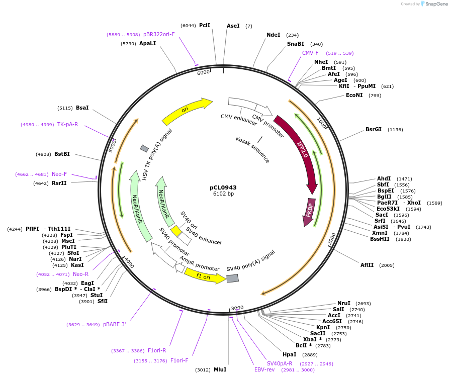 252414-plasmid-map-sequence-id-502477