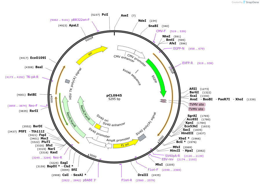 252415-plasmid-map-sequence-id-502479