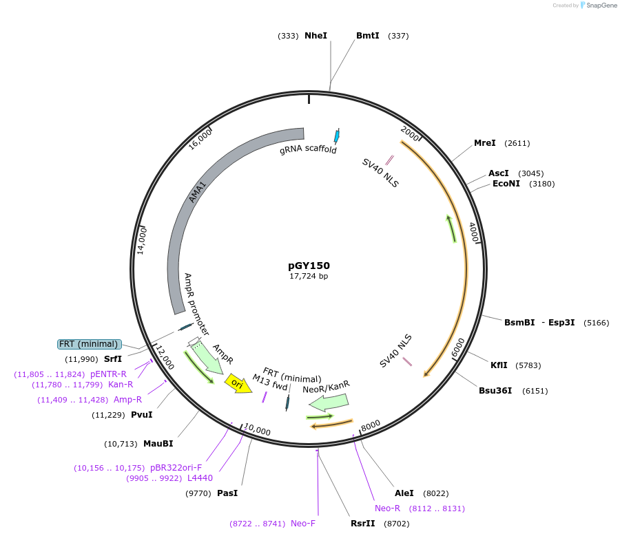 249722-plasmid-map-sequence-id-502507