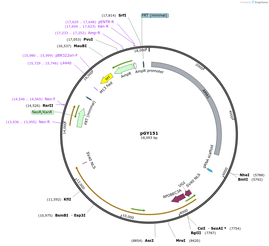 249723-plasmid-map-sequence-id-502508