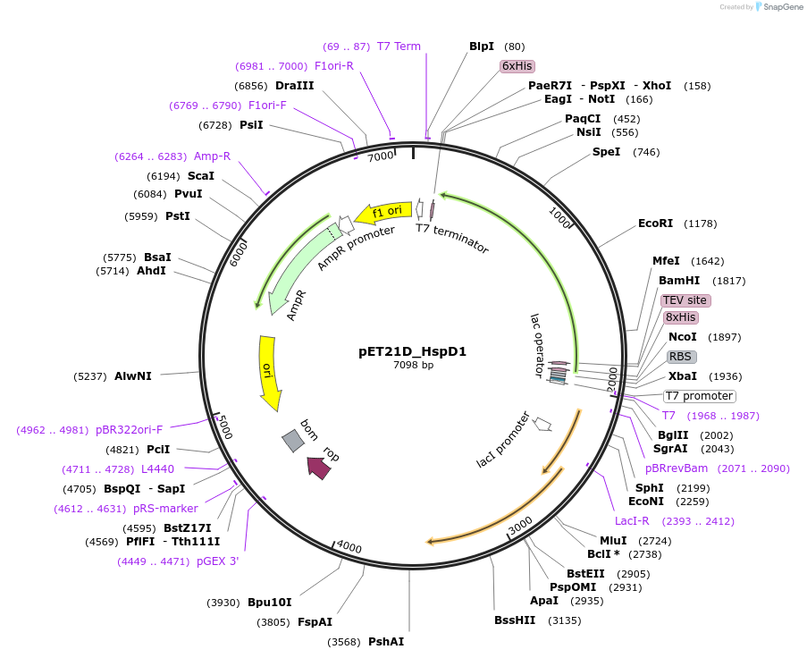 250362-plasmid-map-sequence-id-502529