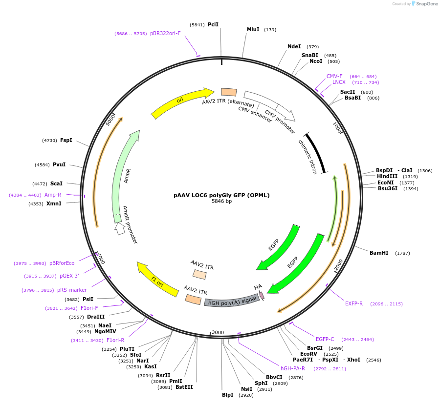250409-plasmid-map-sequence-id-502530