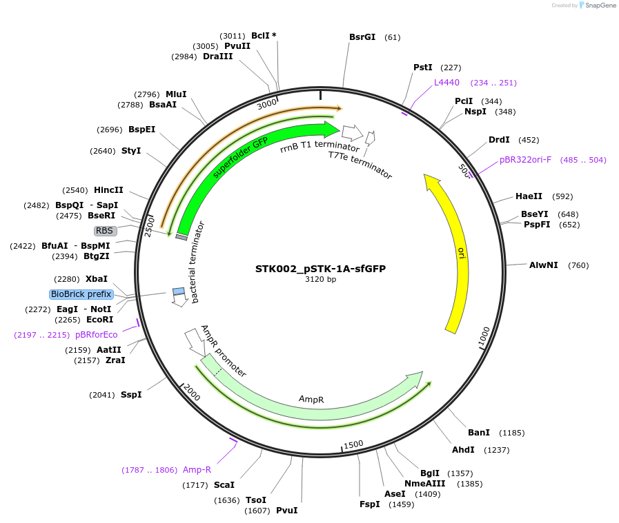 235329-plasmid-map-sequence-id-502537