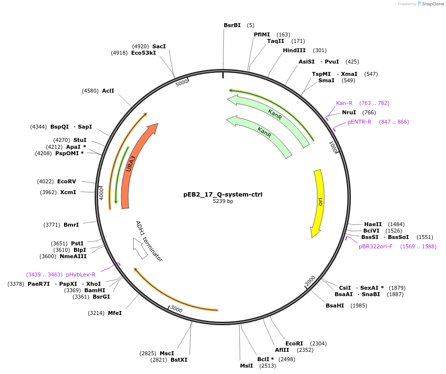 236222-plasmid-map-sequence-id-502539
