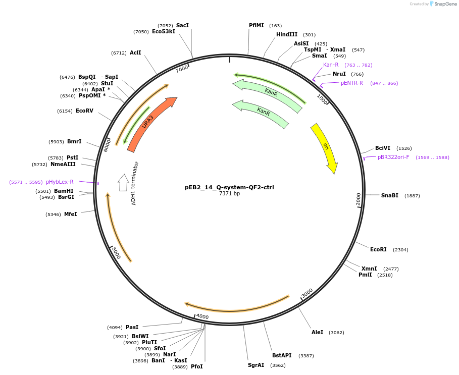 236220-plasmid-map-sequence-id-502540