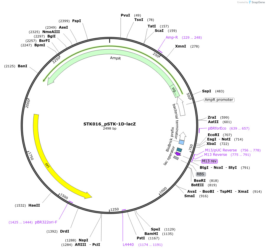 235336-plasmid-map-sequence-id-502542